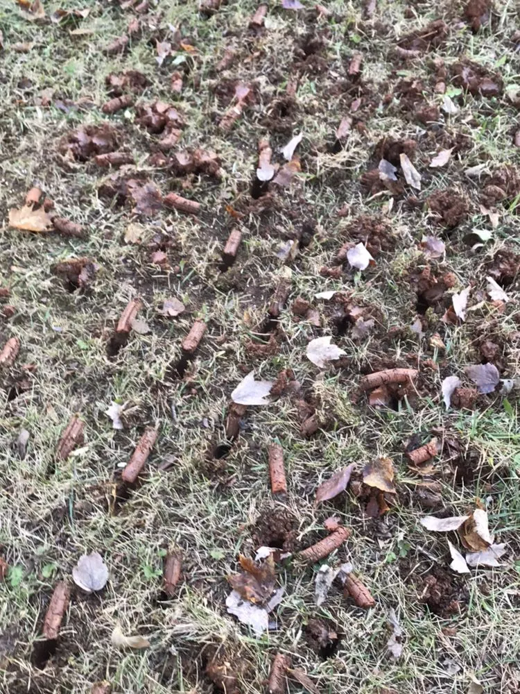 Professional yard cleanup service in Lincolnton, NC - Lincoln Landscape