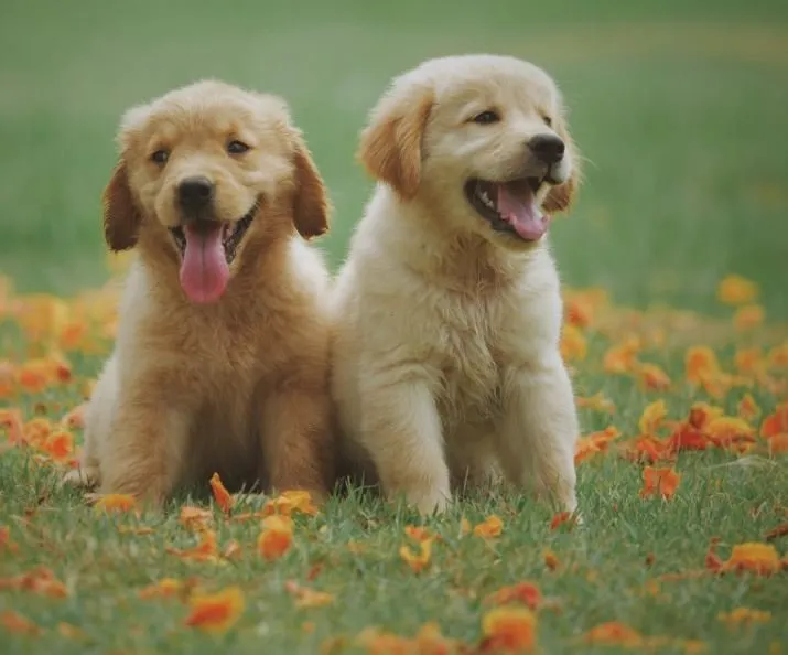 Professional residential landscaping for residential properties across Lincoln, CA - Lincoln Landscaping