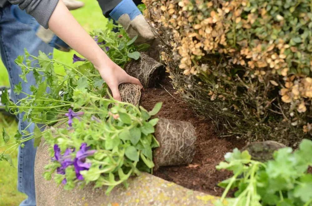 Local landscaping services in Lincoln, CA - Lincoln Landscaping