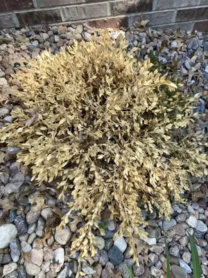 Lincoln Landscaping Logo