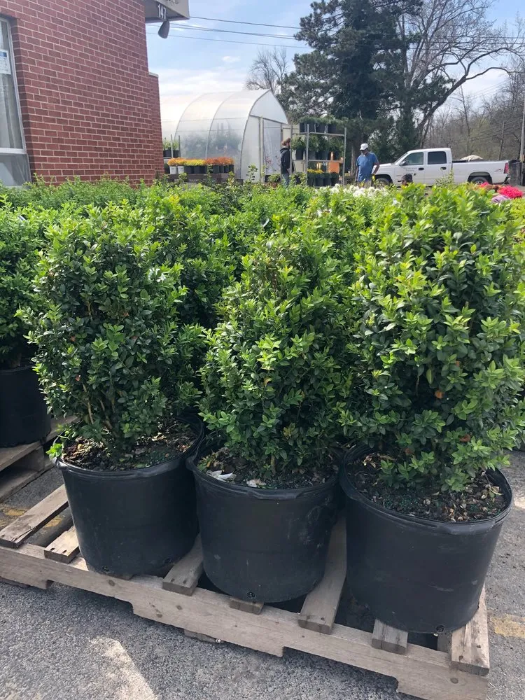 Top-rated yard maintenance in Amherst, NY - Lincoln Park Nursery