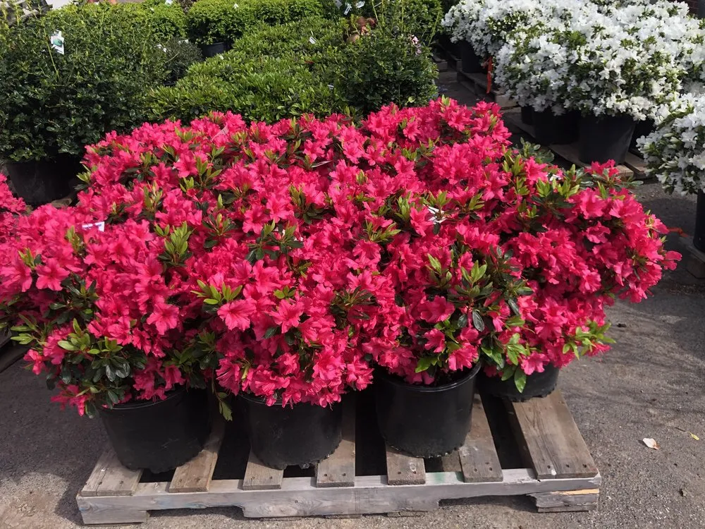 Reliable yard maintenance experts serving Amherst, NY - Lincoln Park Nursery
