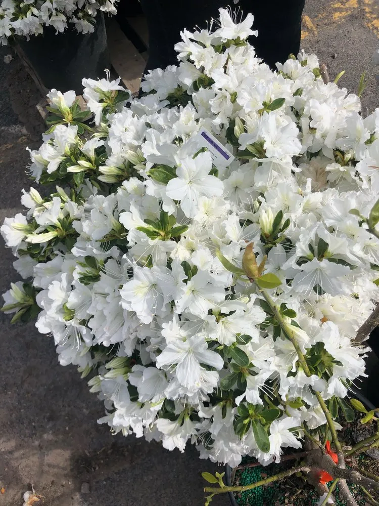 Local yard cleanup service experts serving Amherst, NY - Lincoln Park Nursery