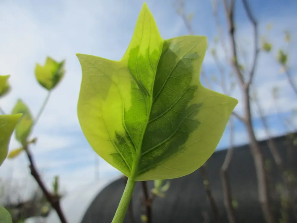 Reliable landscaping services for outdoor upgrades in Amherst, NY by Lincoln Park Nursery