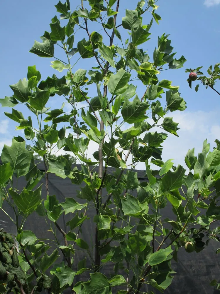 Custom outdoor landscaping experts serving Amherst, NY - Lincoln Park Nursery