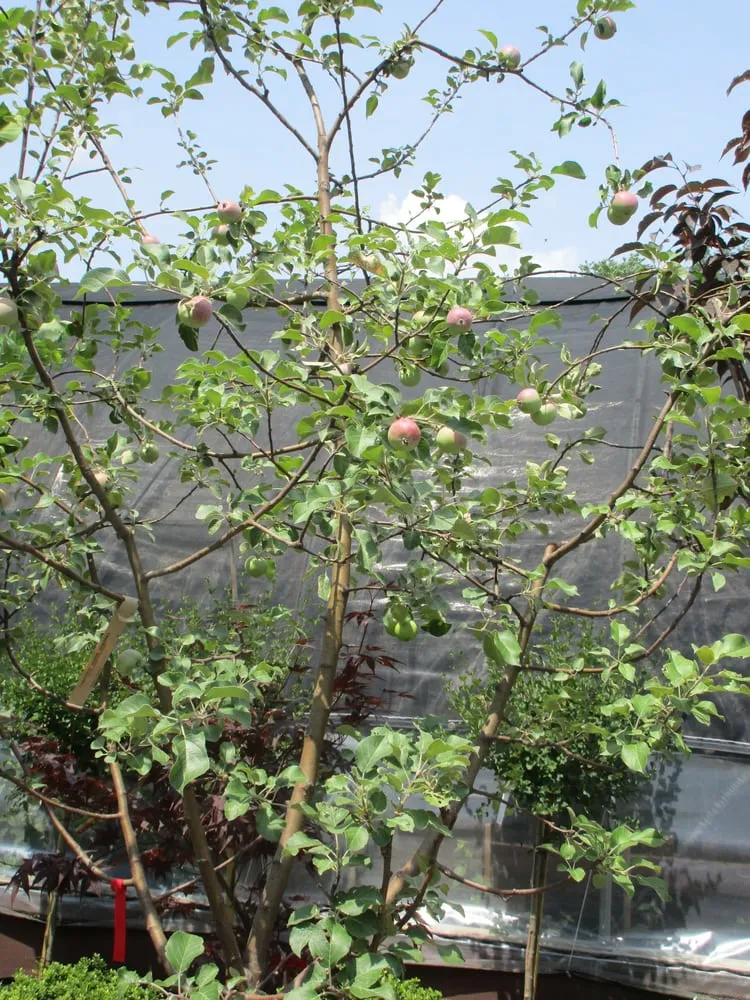 Custom landscape installation in Amherst, NY - Lincoln Park Nursery