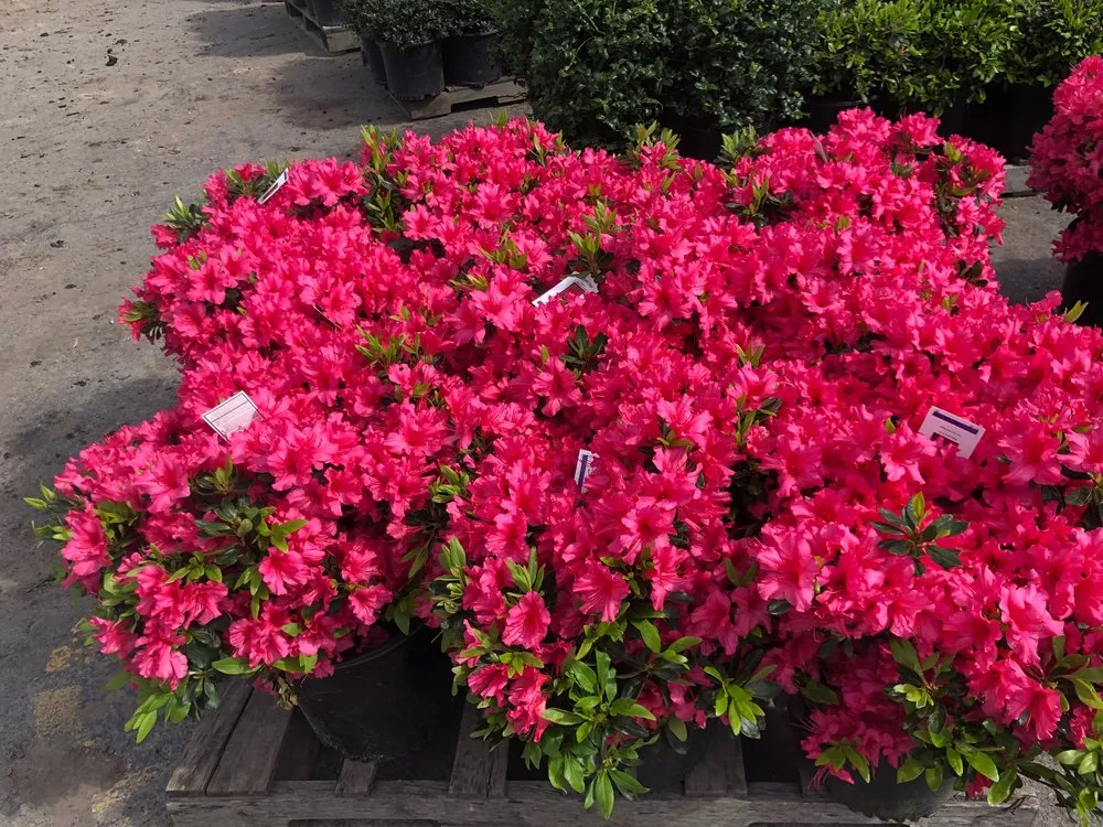 Top-rated yard cleanup service for beautiful yards in Amherst, NY by Lincoln Park Nursery