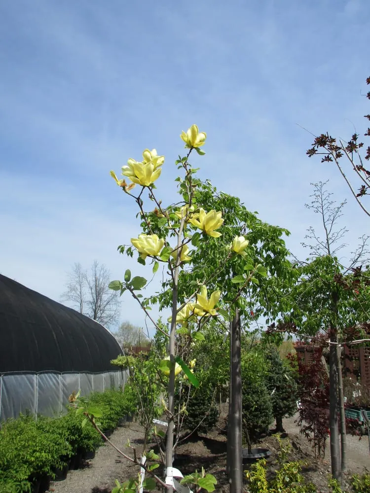 Reliable yard maintenance experts serving Amherst, NY - Lincoln Park Nursery