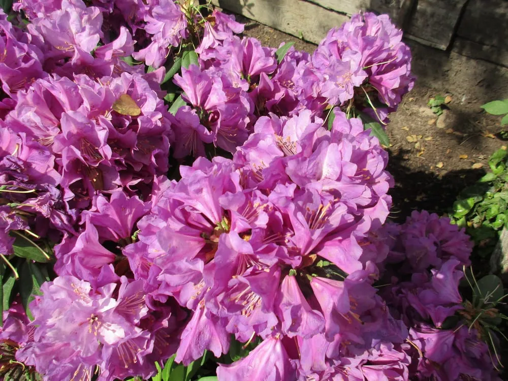 Professional garden landscaping for year-round maintenance in Amherst, NY by Lincoln Park Nursery