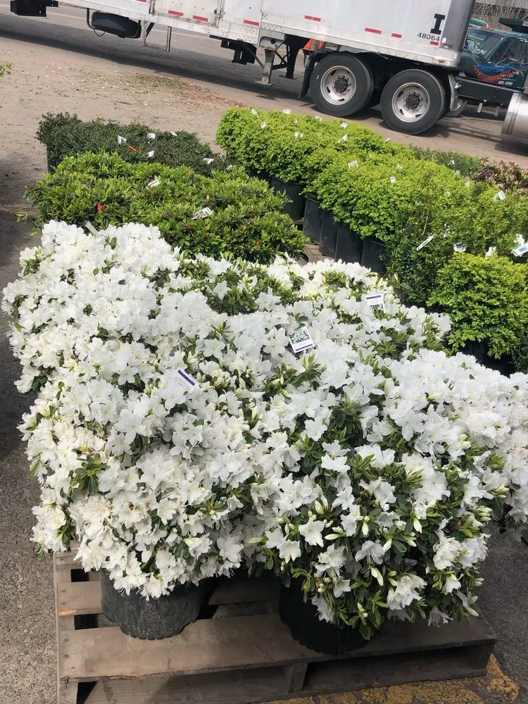 Expert landscaping services for year-round maintenance in Amherst, NY by Lincoln Park Nursery