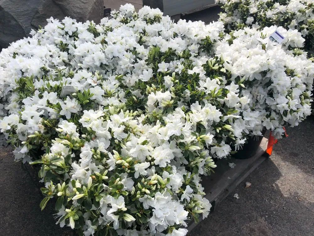 Affordable outdoor landscaping in Amherst, NY by Lincoln Park Nursery