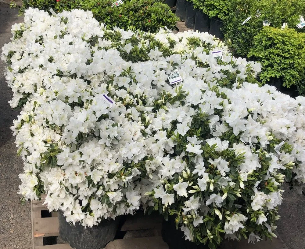 Reliable yard cleanup service in Amherst, NY - Lincoln Park Nursery