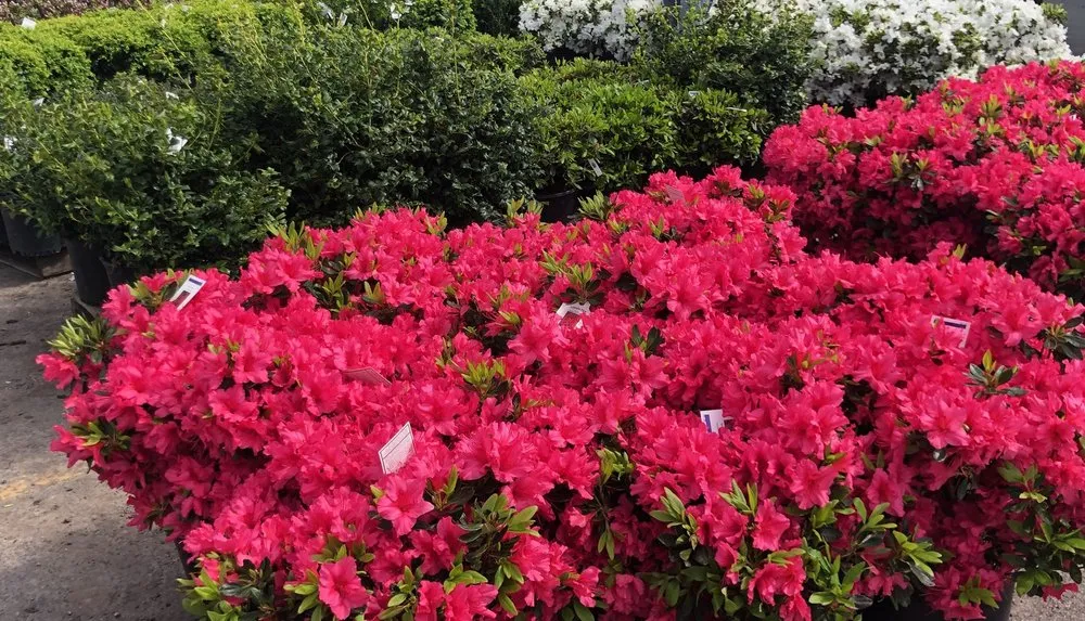 Top-rated landscaping services for beautiful yards in Amherst, NY by Lincoln Park Nursery