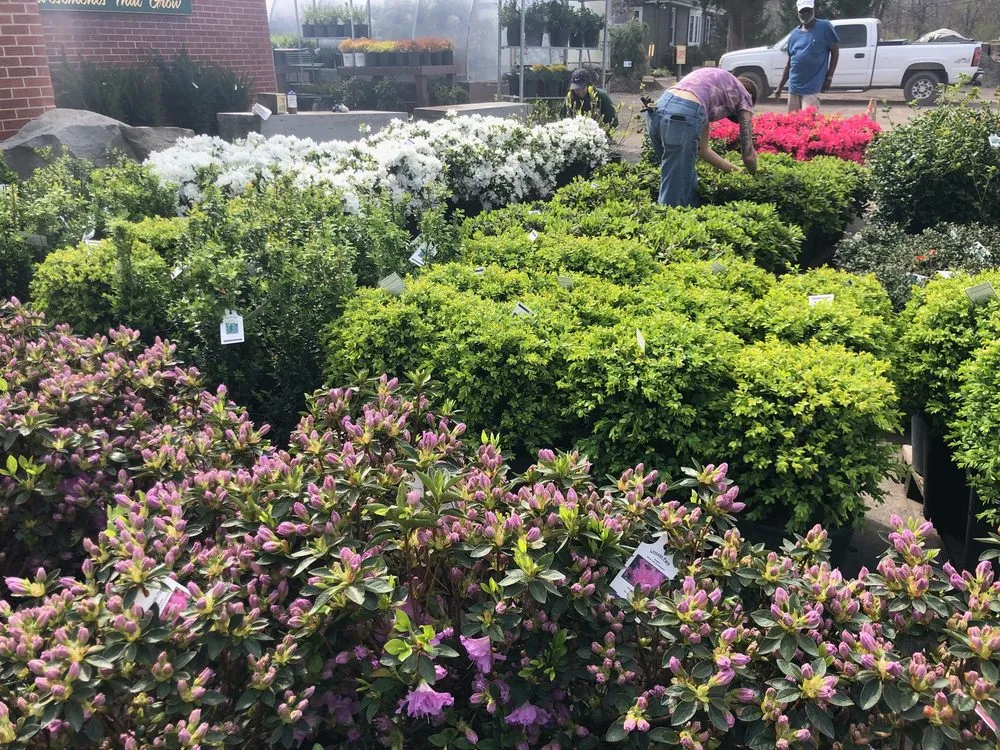 Top-rated lawn care service experts serving Amherst, NY - Lincoln Park Nursery