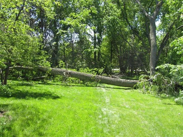 Custom yard cleanup service for year-round maintenance across Lincoln, NE - Lincoln Tree Service