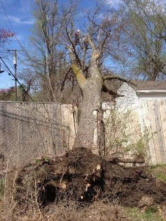 Local lawn care service experts serving Lincoln, NE - Lincoln Tree Service