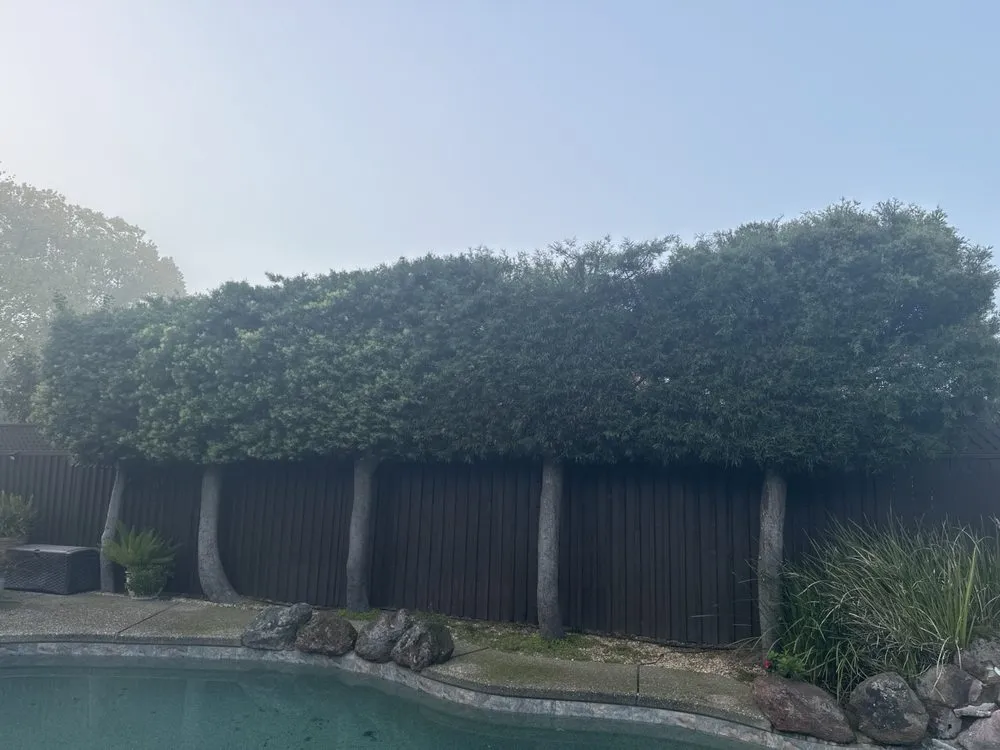 Custom yard cleanup service in Acampo, CA by Linda Vista Landscaping