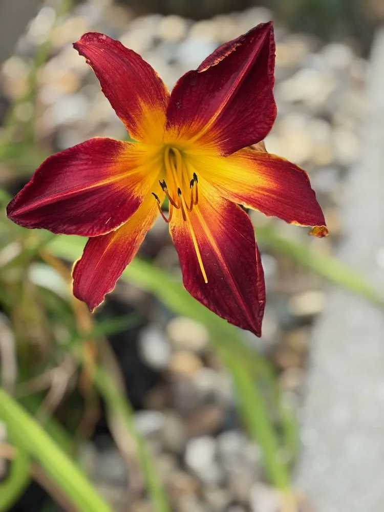 Top-rated yard maintenance in Indianapolis, IN - Linda’s Lawn Care