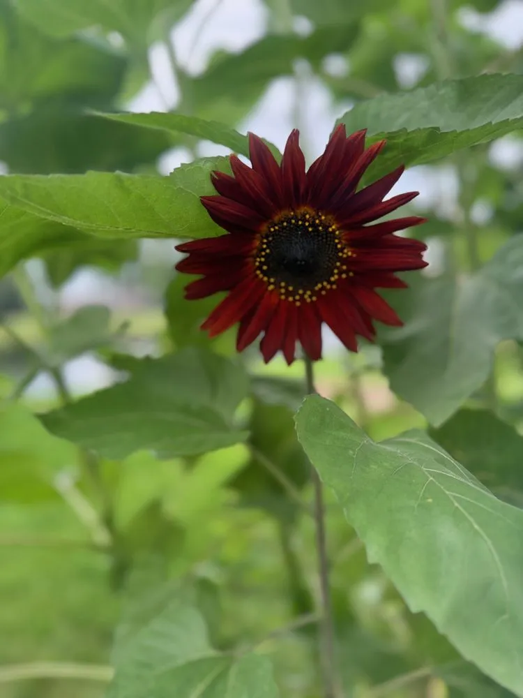 Custom landscape design for year-round maintenance across Indianapolis, IN - Linda’s Lawn Care