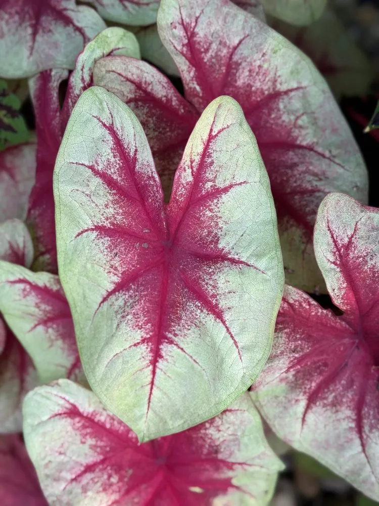 Top-rated residential landscaping in Indianapolis, IN - Linda’s Lawn Care