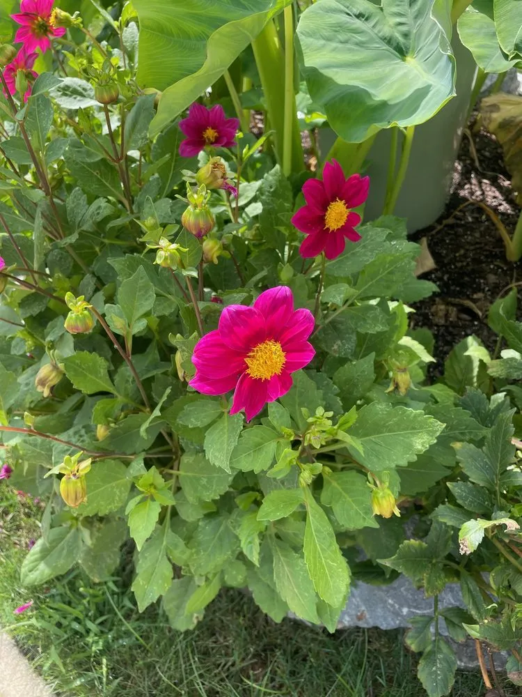 Top-rated garden landscaping in Indianapolis, IN by Linda’s Lawn Care