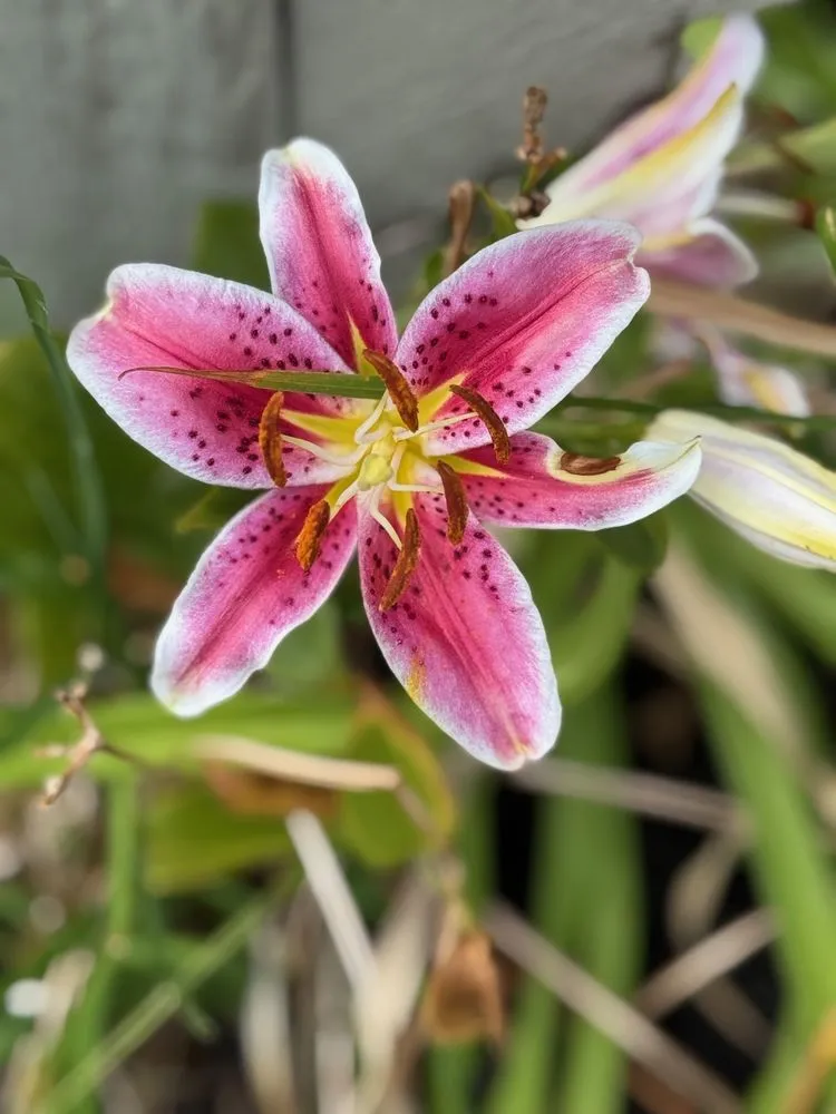 Trusted lawn care service in Indianapolis, IN by Linda’s Lawn Care