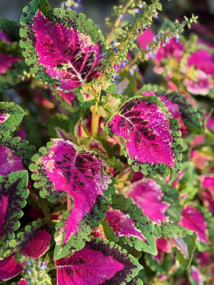 Trusted lawn care service for beautiful yards across Indianapolis, IN - Linda’s Lawn Care