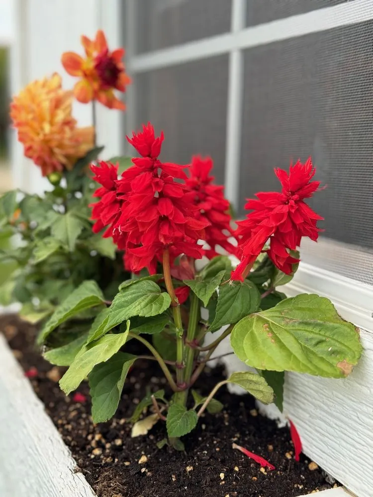 Top-rated residential landscaping experts serving Indianapolis, IN - Linda’s Lawn Care