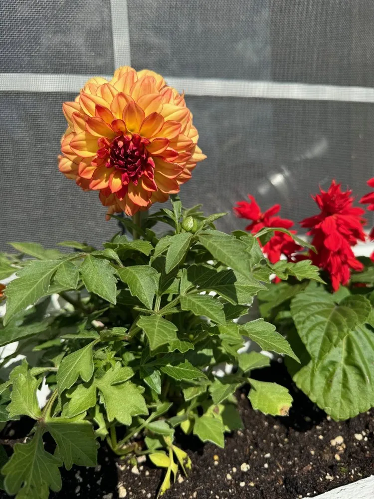 Custom outdoor landscaping in Indianapolis, IN by Linda’s Lawn Care