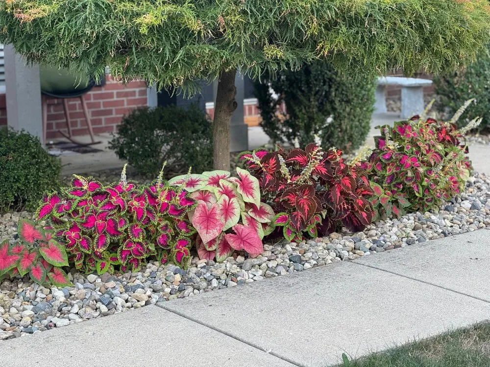 Local yard cleanup service in Indianapolis, IN - Linda’s Lawn Care