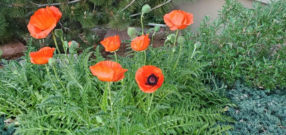 Affordable landscaping services with custom design in Bozeman, MT by Linden Landscape Services