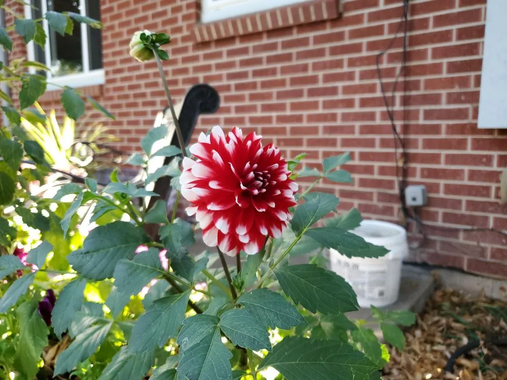 Professional lawn mowing service for homes in Bozeman, MT by Linden Landscape Services