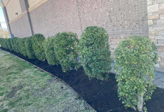 Trusted yard cleanup service for residential properties in Mount Vernon, TX by Lindley Landscape