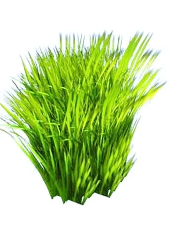 Affordable lawn mowing service for year-round maintenance in Champlin, MN by Lindsay's Lawncare