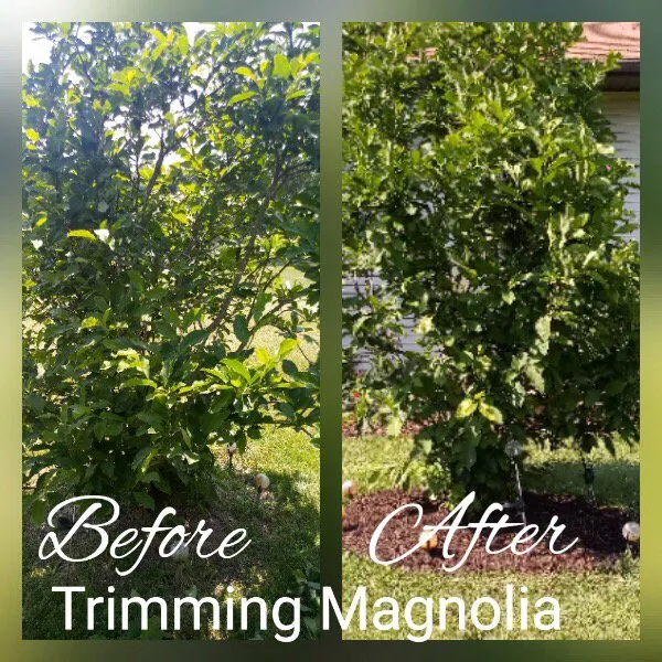 Local landscaping services in Plano, IL - Lindsey the Lawn Lady