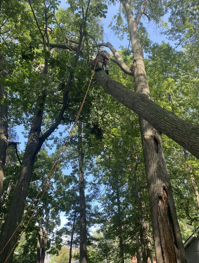 Affordable outdoor landscaping for outdoor upgrades across Cleveland, OH - Lindsey's Tree And Stump Services