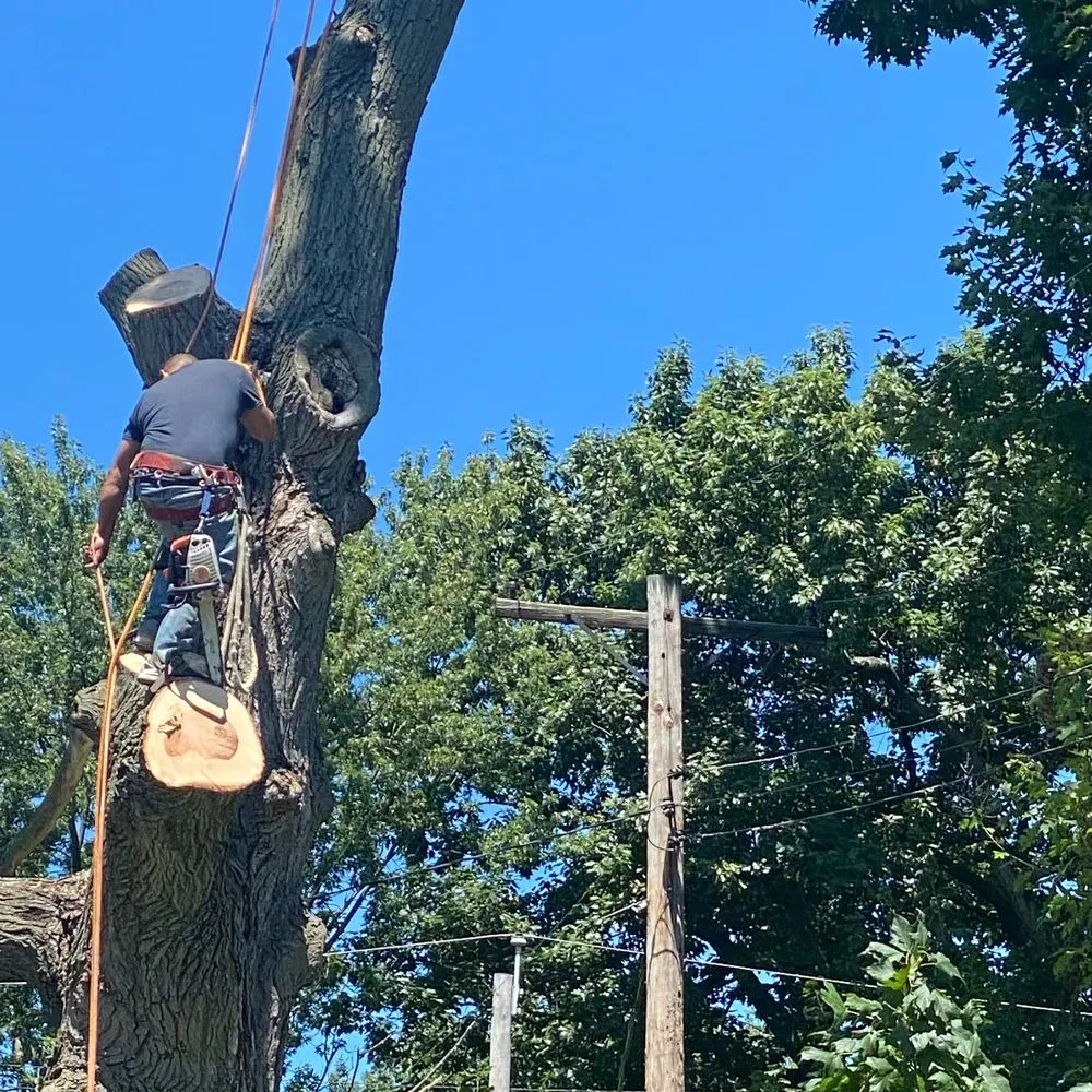 Custom lawn care service near you across Cleveland, OH - Lindsey's Tree And Stump Services