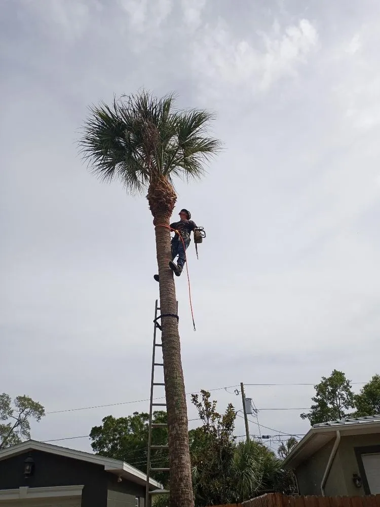 Expert garden landscaping in St. Petersburg, FL by Lines Lawn & Landscaping