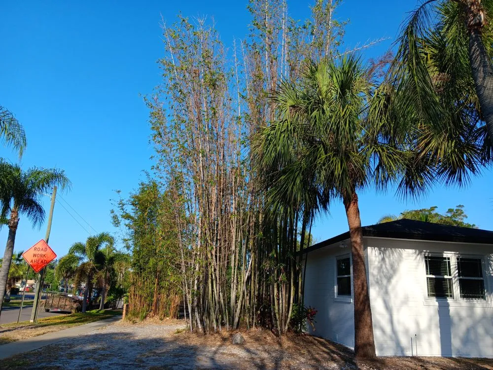 Top-rated outdoor landscaping for outdoor upgrades in St. Petersburg, FL by Lines Lawn & Landscaping