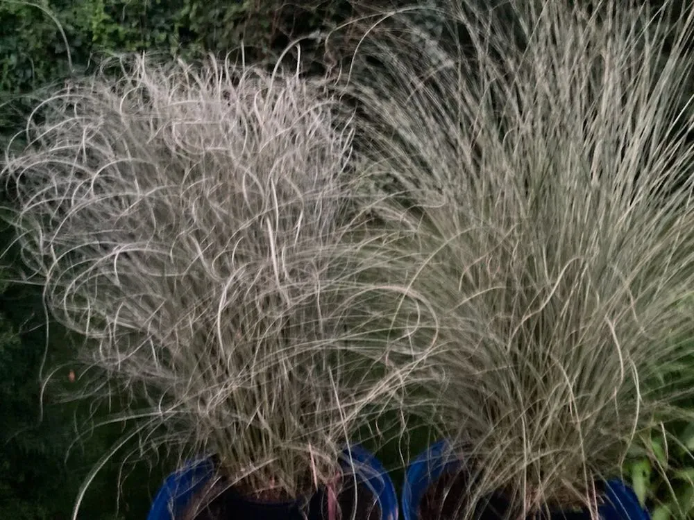 Professional lawn mowing service experts serving Elkhart, IN - Linton's Enchanted Gardens