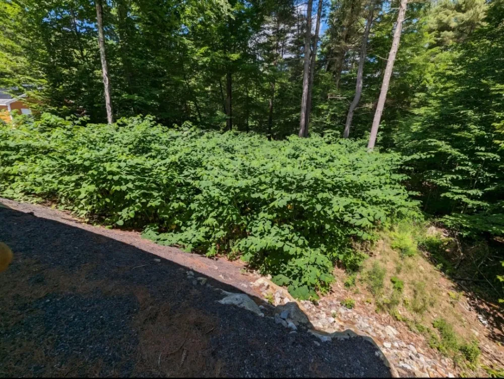 Professional lawn care service for outdoor upgrades across Lunenburg, MA - Lion Head Lawn Care