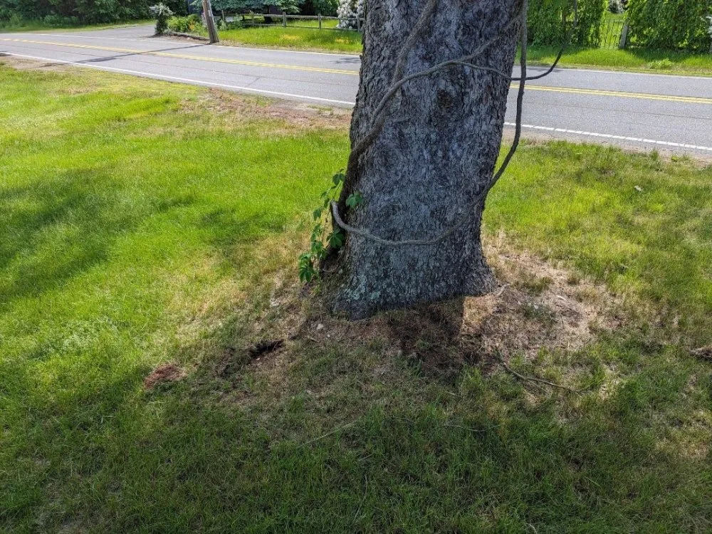 Affordable residential landscaping for beautiful yards in Lunenburg, MA by Lion Head Lawn Care