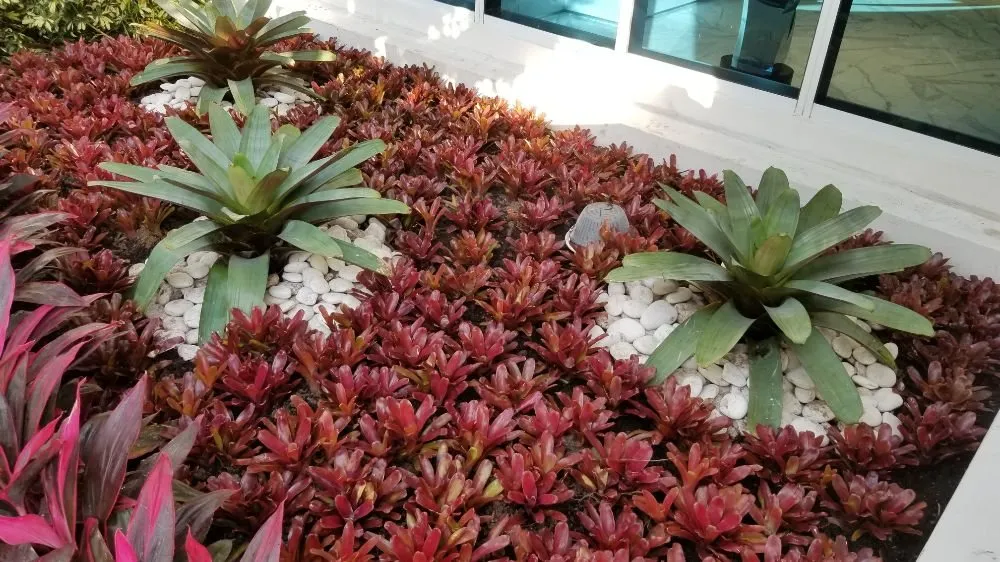 Expert yard maintenance in Leisure City, FL - Lion Heart