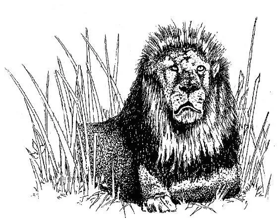 Expert outdoor landscaping in Leland, NC by Lion In The Grass