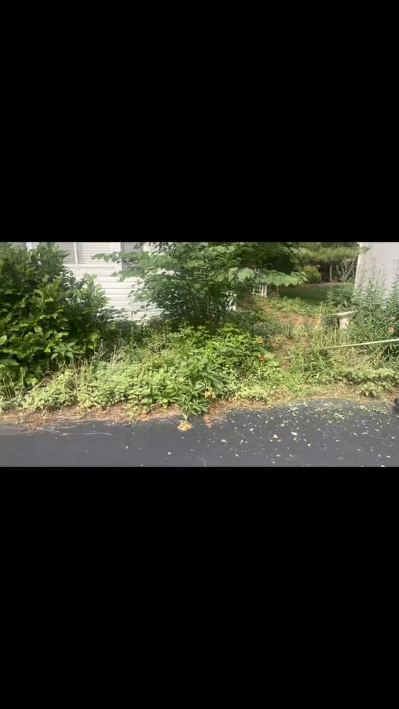 Top-rated yard maintenance in Columbus, OH by Lion King Hauling & Beyond