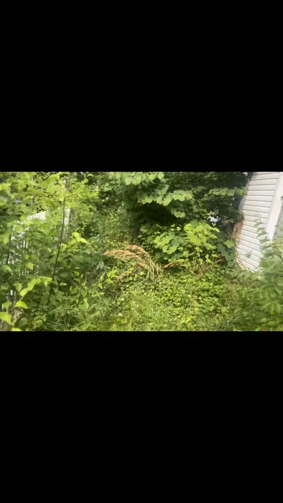 Affordable landscape design in Columbus, OH - Lion King Hauling & Beyond