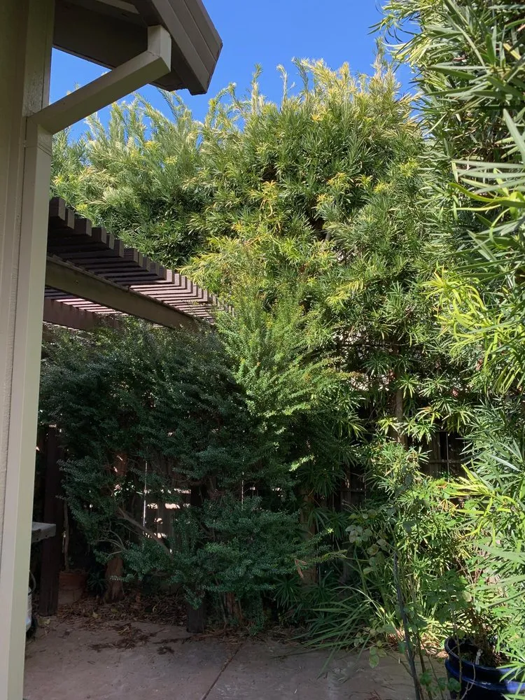 Custom residential landscaping in Sacramento, CA by Lion Landscape & Develpoment