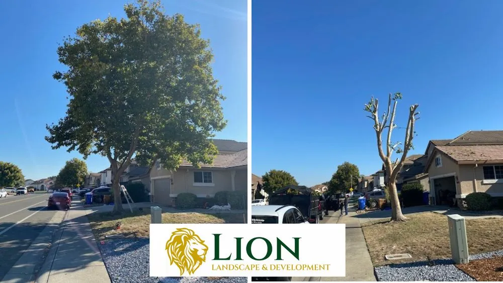 Top-rated landscape design for beautiful yards in Sacramento, CA by Lion Landscape & Develpoment