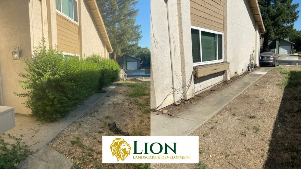 Trusted yard cleanup service experts serving Sacramento, CA - Lion Landscape & Develpoment