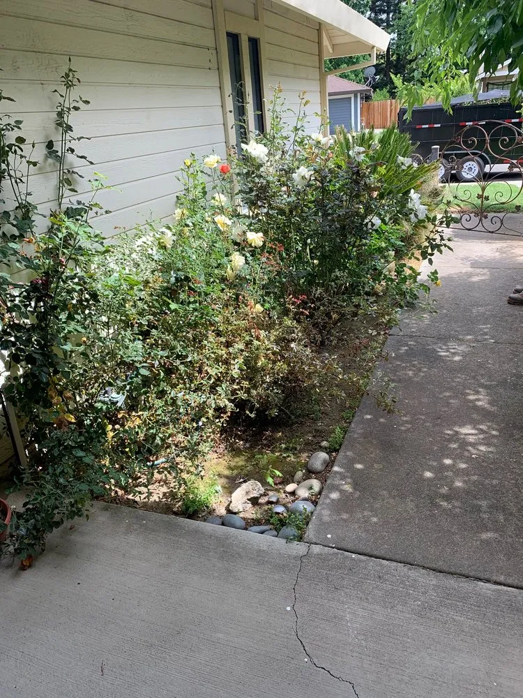 Local yard cleanup service for year-round maintenance in Sacramento, CA by Lion Landscape & Develpoment